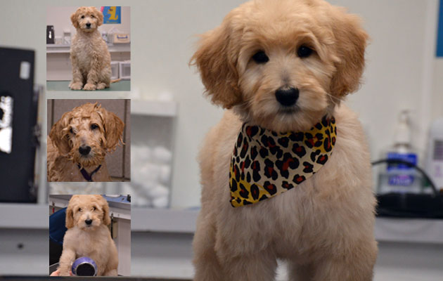 Gary's Professional Dog Grooming - collage of dog from bath to grooming