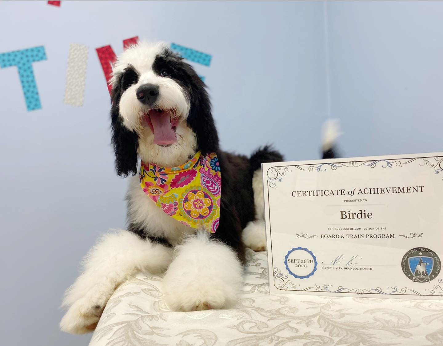Gary's Professional Dog Grooming - dog sitting with training certificate