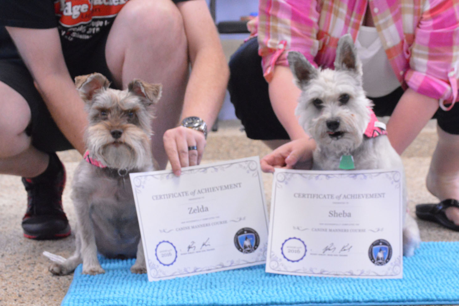Gary's Professional Dog Grooming - dogs with owners and their training certificates